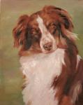 Dog Portrait custom Oil pet portrait Painting Austrailian Shepherd Jan Dalton Art