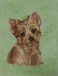 Pet Portrait Yorkie Oil on Canvas
