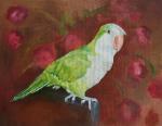 Custom Oil Painting Pet Portraits Quaker Parrot Bird